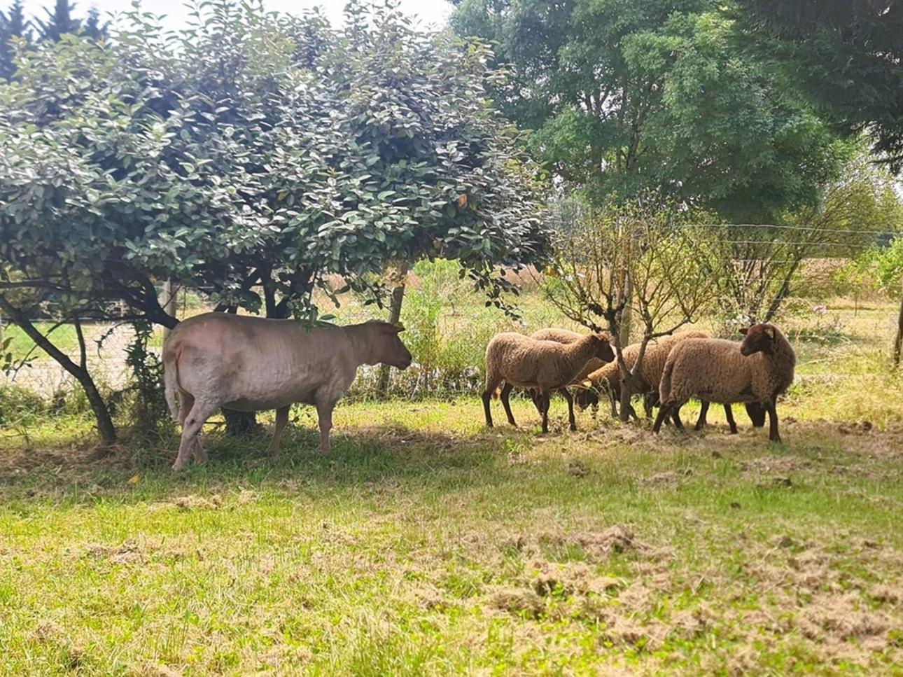 Le Gîte Nature Bien-Etre du Tarn entre Toulouse et Albi Peyrole Extérieur photo