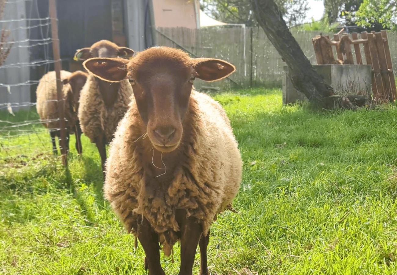 Le Gîte Nature Bien-Etre du Tarn entre Toulouse et Albi Peyrole Extérieur photo